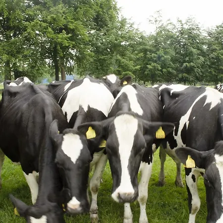 Art+bed And Breakfast 4*